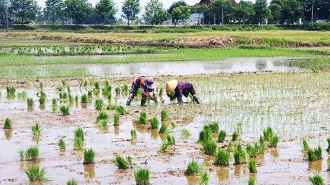Nông dân thở phào vì phân bón cắt 'cơn sốt' giá