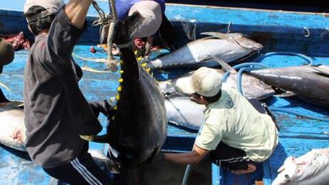 Xuất khẩu cá ngừ của Việt Nam sang Mexico tăng trưởng mạnh