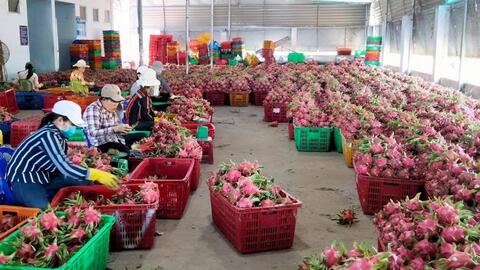 Xuất khẩu rau quả tăng, hướng tới mục tiêu 5 tỷ USD