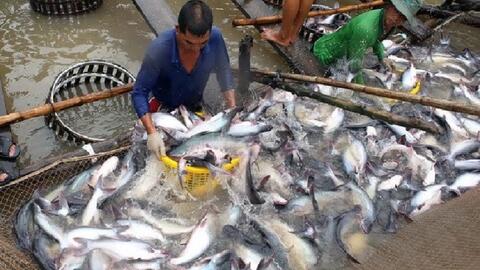 Đồng Tháp: Người nuôi cá tra có lãi nhưng vẫn đối diện nhiều khó khăn