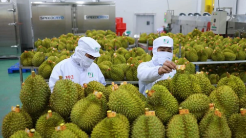 Xuất khẩu sầu riêng đạt kỷ lục: Cẩn trọng với tăng nóng