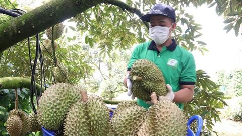 Đắk Lắk đề nghị hỗ trợ, kiểm dịch thực vật tại chỗ cho trái sầu riêng