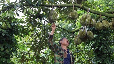 Sầu riêng “sốt giá”, doanh nghiệp gặp khó với bài toán thu mua