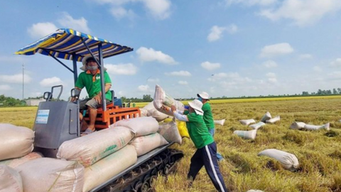 Cơ hội xuất khẩu gạo không thể bỏ lỡ