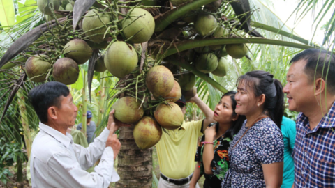 Giá dừa tăng gấp 3 sau thông tin được xuất khẩu Mỹ