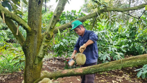 Ngành nông nghiệp thu về hơn 33 tỷ USD