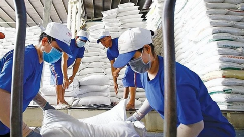 Sau loạt 'tin dữ' từ Ấn Độ, Myanmar - gạo xuất khẩu Việt Nam lập đỉnh 15 năm, giá cao nhất thế giới