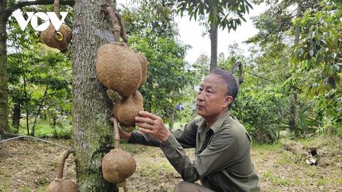 Sầu riêng hết mùa sốt giá, nhà vườn tích cực chăm sóc vườn cây