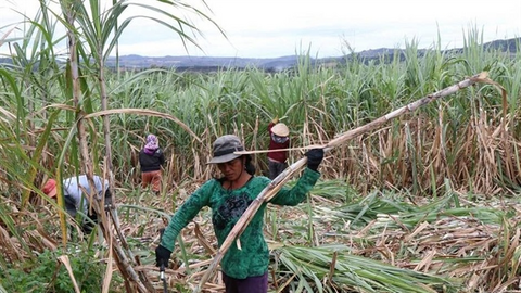 Kiến nghị mở rộng hạn ngạch nhập khẩu đường tối thiểu 600.000 tấn