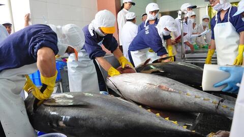 Xuất khẩu cá ngừ sang Hàn Quốc tăng gấp 2,5 lần