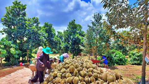 Sầu riêng được giá xuất khẩu, khuyến cáo kiểm soát chất lượng