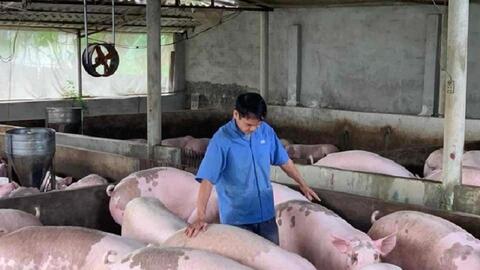 Người nuôi e ngại tái đàn, liệu có thiếu thịt heo vào cuối năm?