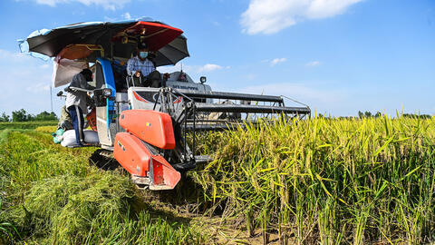 Giá gạo xuất khẩu giảm