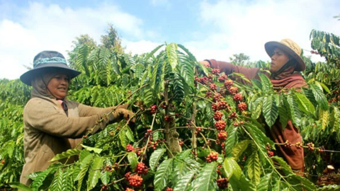 Giá cà phê cao kỷ lục, vì sao nông dân hụt hẫng?