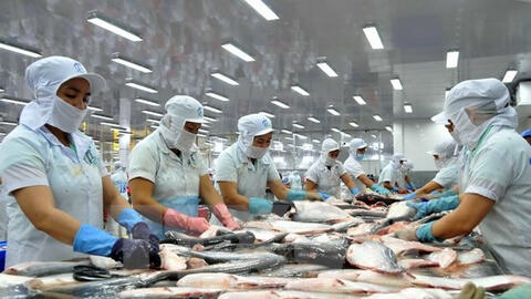 Kinh tế khó khăn, xuất khẩu cá tra sang Đức liên tiếp giảm