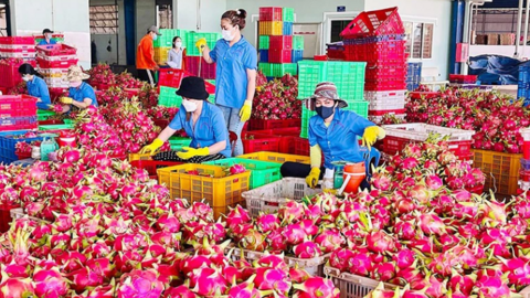 Nguyên nhân khiến thanh long Việt “đi lùi”?