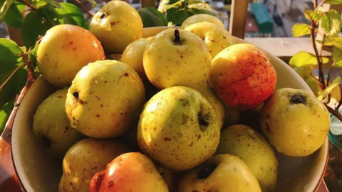 1 loại quả có vị chua chát là “thuốc chống ung thư tự nhiên”, hạ đường huyết hiệu quả: Rất sẵn ở Việt Nam