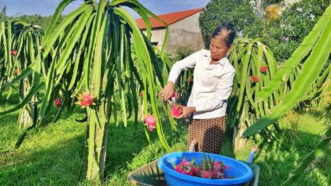 Chuyển hướng thị trường, tăng sức cạnh tranh cho quả thanh long