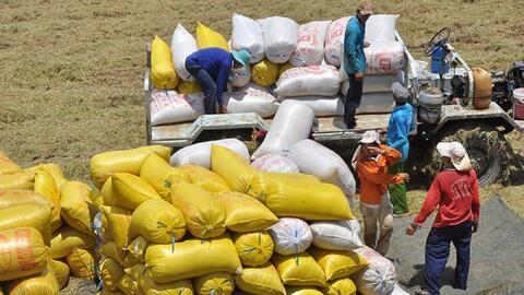 Xuất khẩu gạo tiến gần mốc 5 tỷ USD