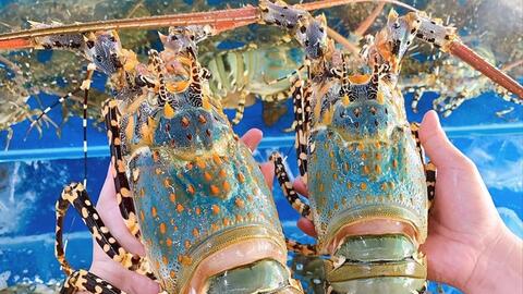 Xuất khẩu ách tắc, người nuôi tôm hùm lao đao