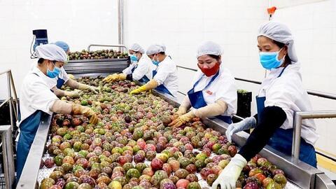 Thêm cơ hội gia tăng kim ngạch xuất khẩu trái cây vào Trung Quốc