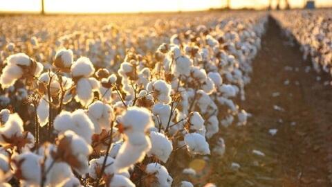 Việt Nam nhập khẩu hơn 1,3 triệu tấn bông trong năm 2023