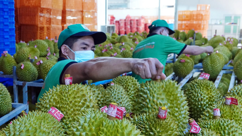 Xuất khẩu rau quả năm 2024: Dự báo mang về 6,5 tỷ USD