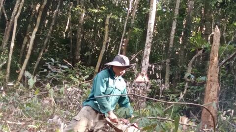 Kon Tum: Khởi tố vụ hủy hoại rừng tại huyện Kon Plông