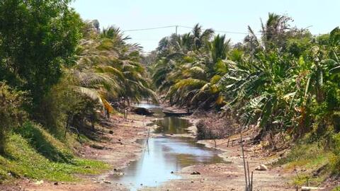 Cà Mau: Công bố hạn hán khẩn cấp