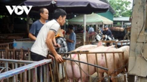 Giá lợn hơi được dự báo sẽ tăng trong dịp nghỉ lễ 30/4 - 1/5