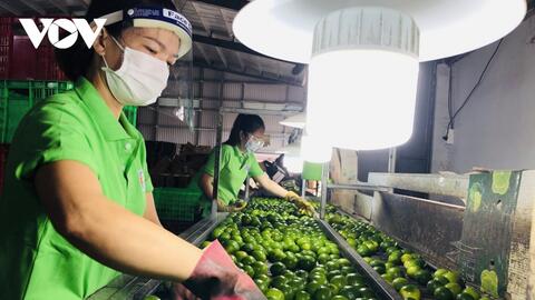 Long An mở đường cho xuất khẩu trái chanh trực tiếp sang Trung Đông