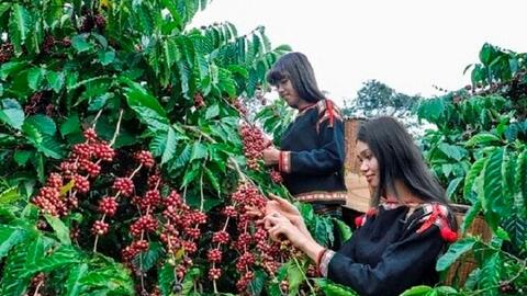 Vì sao xuất khẩu cà phê giảm mạnh?