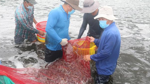 Giá tôm thương phẩm ở Bà Rịa-Vũng Tàu giảm mạnh