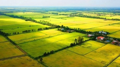 Thị trường bỗng xuất hiện nhóm cá nhân, tổ chức mua ồ ạt đi mua gom đất nông nghiệp