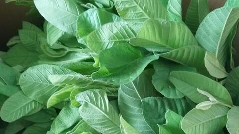 Thực hư uống nước lá ổi chữa bách bệnh, thậm chí 'đánh tan' cả ung thư, tiểu đường