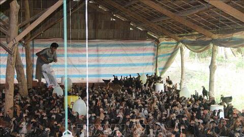 Người chăn nuôi có lãi nhờ giá thịt gia cầm tăng