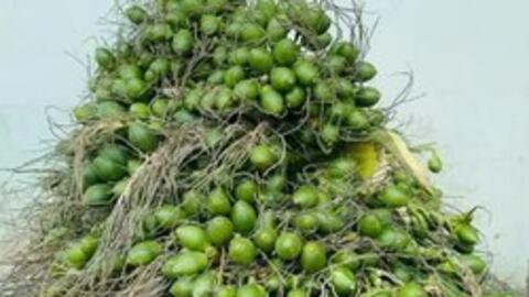 Xuất khẩu cau của Việt Nam tăng mạnh