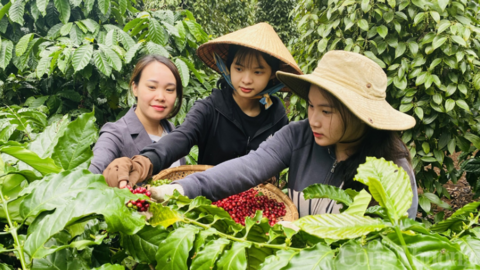 Giá cà phê hôm nay 14/6/2025, thị trường tăng giảm đan xen