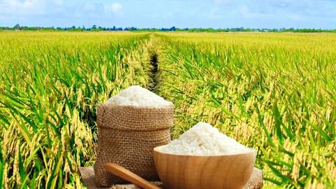 Giá lúa gạo hôm nay ngày 21/6: Lúa tươi tăng, gạo bình ổn