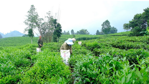 Mường Khương phát triển chè hữu cơ, đẩy mạnh kết nối tiêu thụ