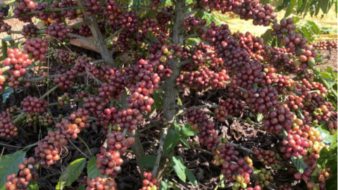 Giá cà phê Robusta giảm 0,1% về mức 3.887 USD/tấn