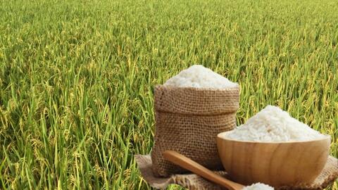 Giá lúa gạo hôm nay ngày 27/6: Lúa tươi xu hướng tăng