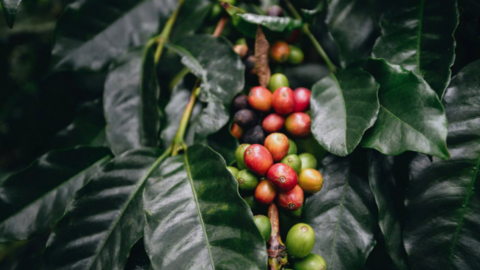 Giá cà phê Arabica giảm về mức 6.945 USD/tấn, thấp nhất trong vòng hơn 5 tháng