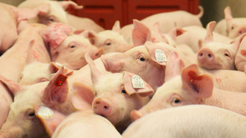 Giá heo hơi hôm nay 23/6/2025: Cao nhất 73.000 đồng/kg