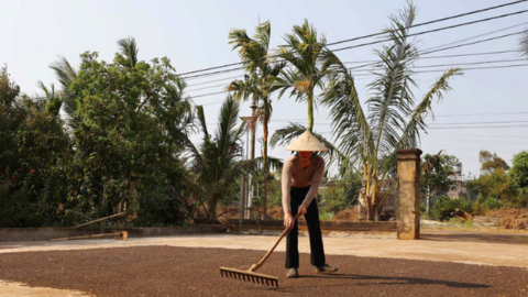Giá tiêu hôm nay 25/6/2025: trong nước  duy trì bình ổn