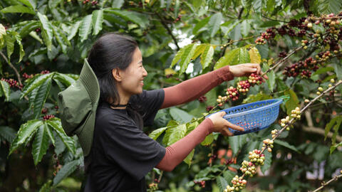 Giá cà phê hôm nay 30/6/2025, thị trường đi ngang