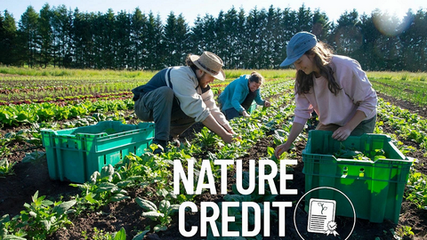 Châu Âu muốn phát hành tín chỉ thiên nhiên