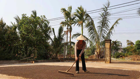 Giá tiêu hôm nay 19/7/2025: Trong nước cao nhất 140.000 đồng/kg