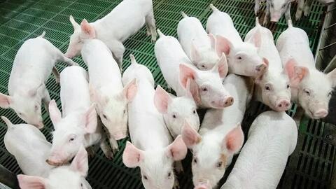 Giá heo hơi hôm nay ngày 23/7/2025: Tiếp đà lao dốc