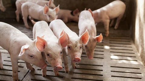 Giá heo hơi hôm nay ngày 27/7/2025: Giảm nhẹ tại một địa phương